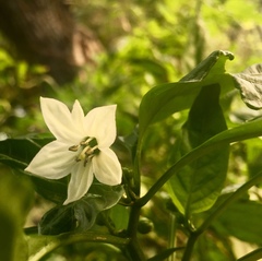 Capsicum annuum annuum