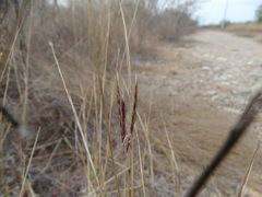 Bothriochloa springfieldii