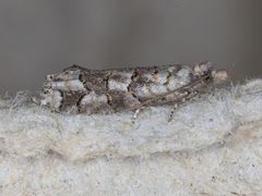 Epinotia subviridis