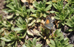 Pseudolucia chilensis