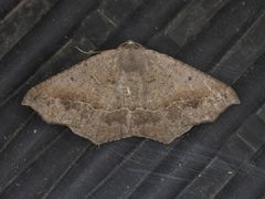 Prochoerodes forficaria