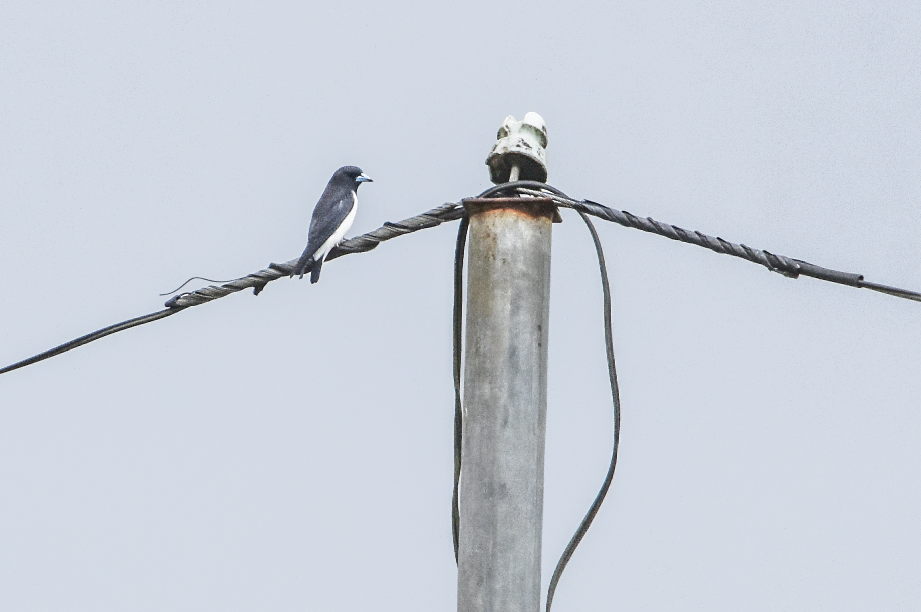Great Woodswallow (Artamus maximus), photo 3