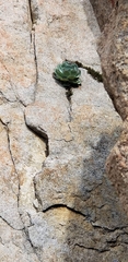 Sedeae
