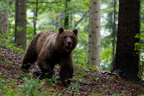 Eurasian Brown Bear photographed in Slovenia