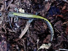 Ambystoma macrodactylum macrodactylum