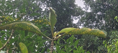 Fagraea auriculata observed 2023-11-12