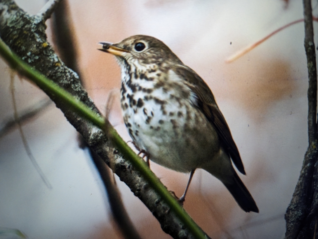 Hermit Thrush from Kabrich Crescent, Blacksburg, VA 24060, USA on November 3, 2023 at 0716 PM
