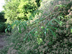 Manihot chlorosticta