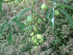 Manihot chlorosticta