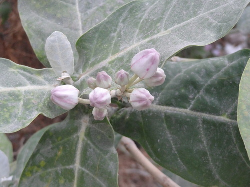 Calotropis gigantea