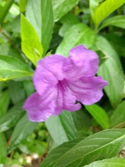 Ruellia simplex