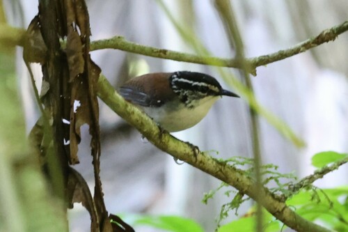 Henicorhina leucosticta hauxwelli