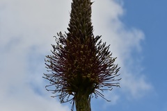 Agave warelliana