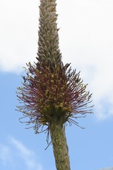 Agave warelliana