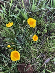 Eschscholzia lobbii