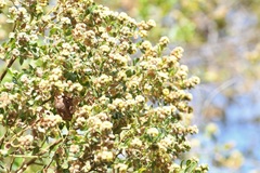 Baccharis vaccinioides