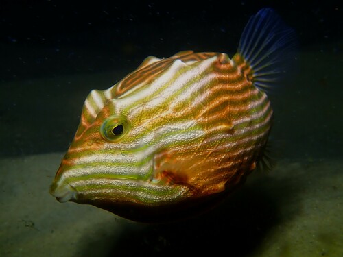 Shaw's cowfish (Aracana aurita) — Aracanidae — 4