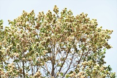 Baccharis vaccinioides