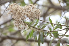 Vernonanthura patens