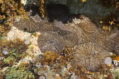 Stichodactyla helianthus