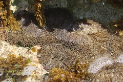 Stichodactyla helianthus