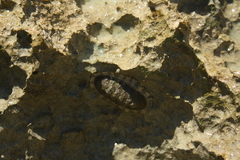 Chiton