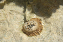 Bunodosoma granuliferum