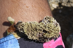 Tricleocarpa fragilis