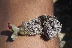 Tricleocarpa fragilis