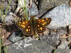 Carterocephalus skada