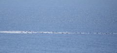 Delphinus