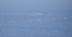 Delphinus