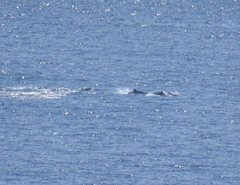 Delphinus