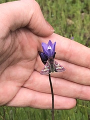 Schinia pulchripennis