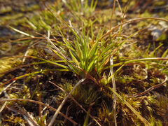 Carex tonsa