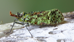 Phrictus ocellatus