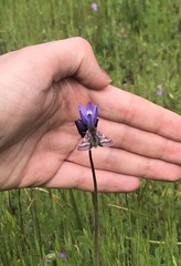 Schinia pulchripennis