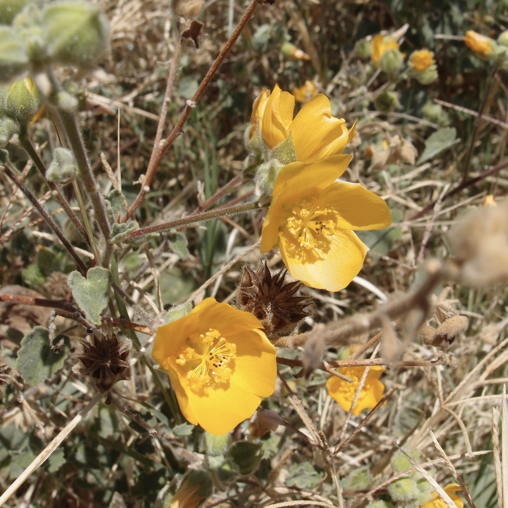 Abutilon palmeri, 85506 San Carlos Nuevo Guaymas, Sonora, Mexico
