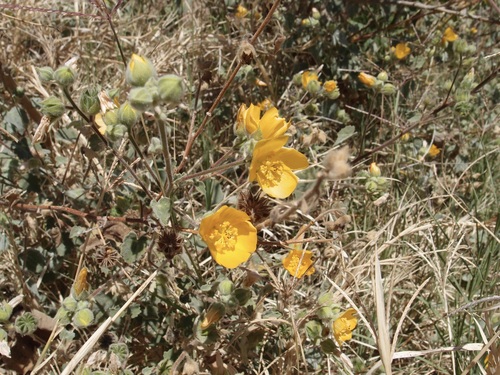 Abutilon palmeri