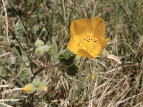 Abutilon palmeri