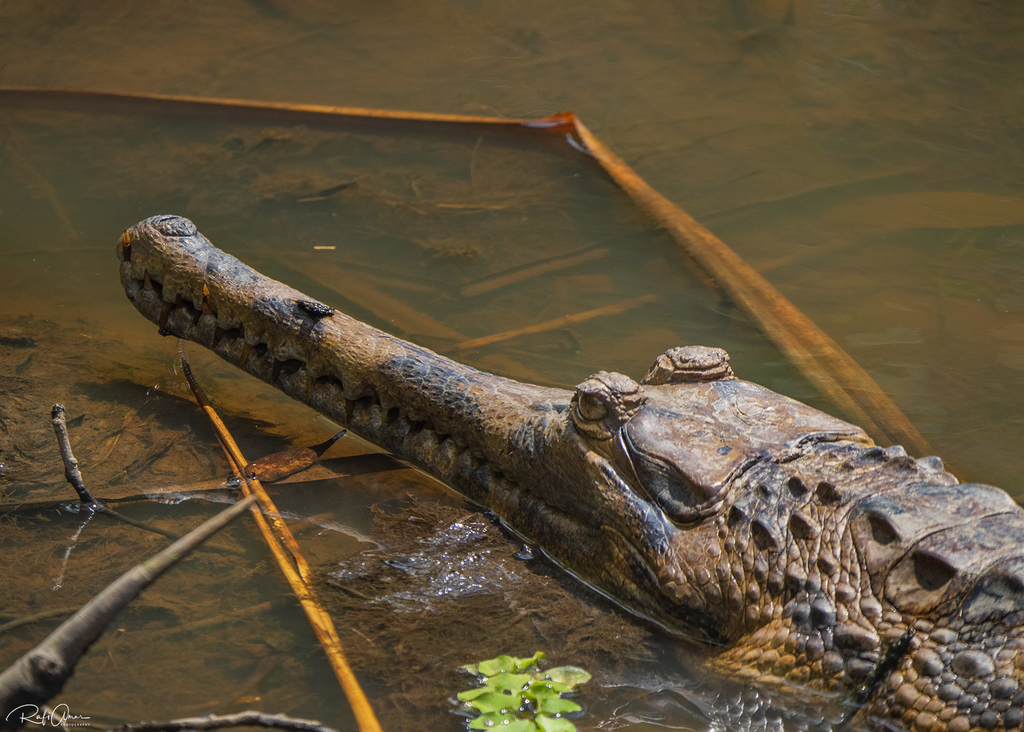 False Gharial (guide) · iNaturalist