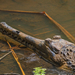 False Gharial - Photo (c) Rafi Amar, some rights reserved (CC BY-NC), uploaded by Rafi Amar