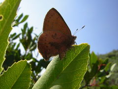 Callophrys augustinus iroides