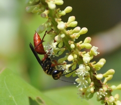 Sphex jamaicensis