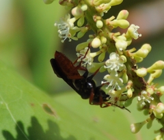 Sphex jamaicensis