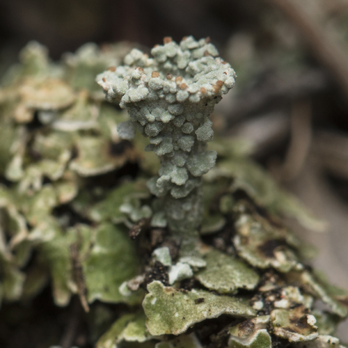 Skrotelinė šiurė nuotrauka