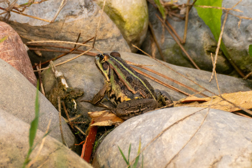 Albanian Water Frog, Pelophylax shqipericus