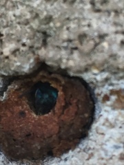 Osmia ribifloris ribifloris