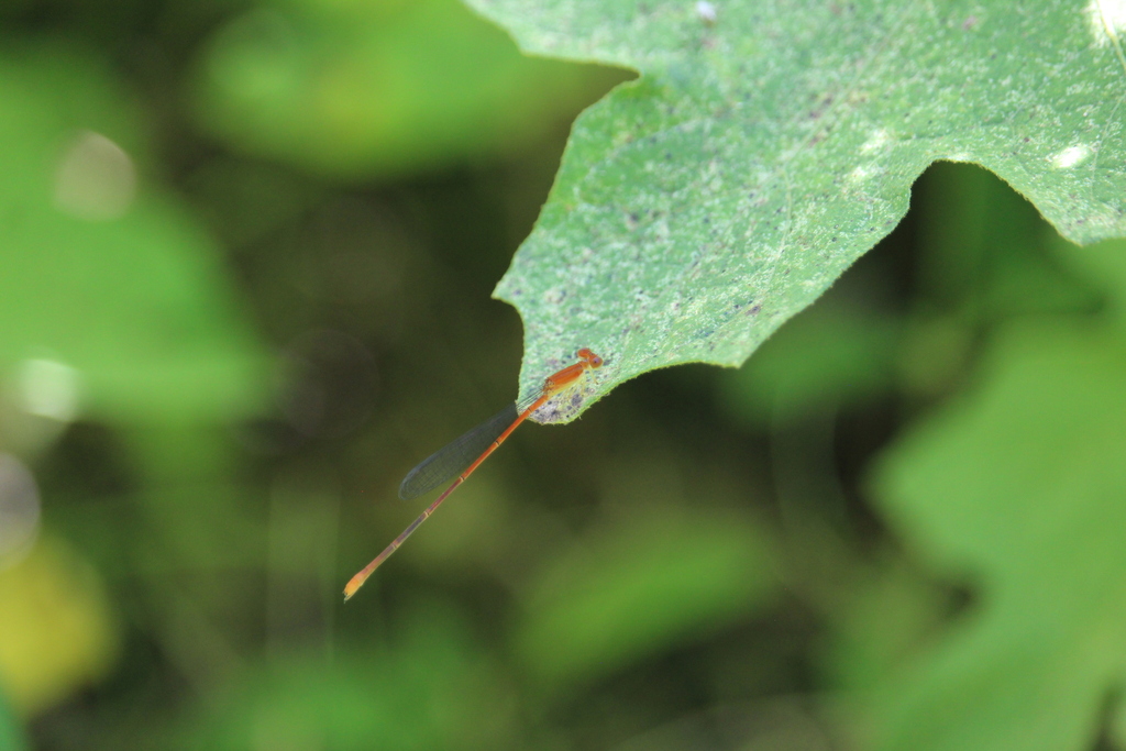 Red-tipped Swampdamsel