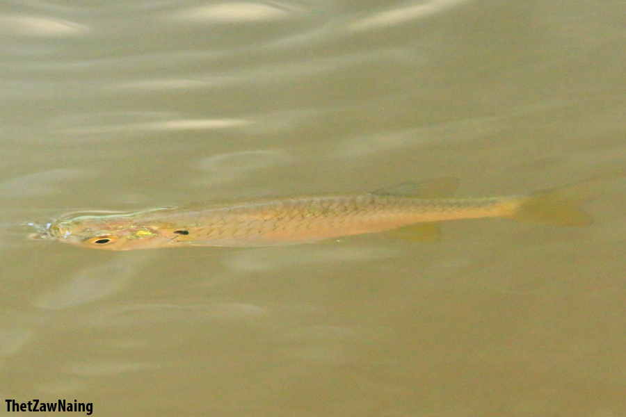 Glass-Barb